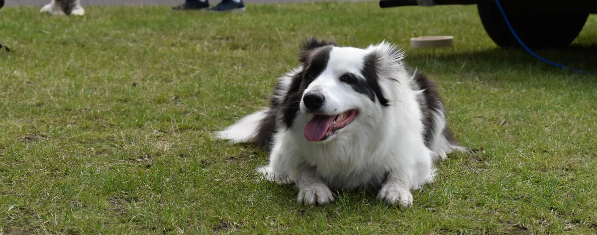 Non shedding best sale border collie